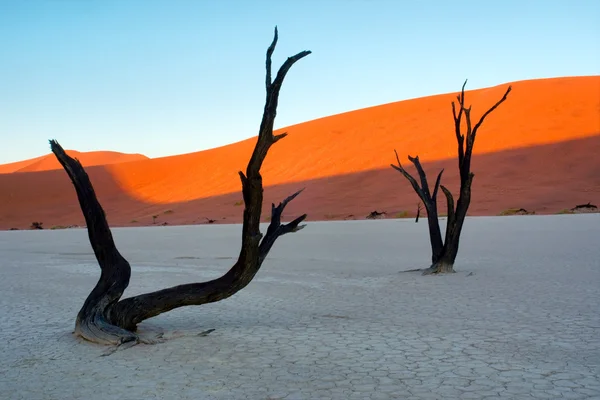 Árvores petrificadas contra dunas vermelhas — Fotografia de Stock