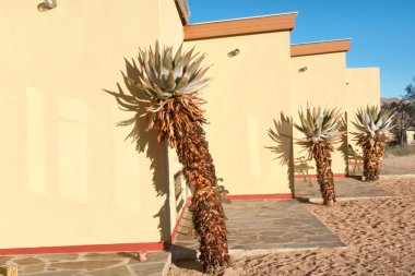 Sarı evin yanındaki Afrika bitkileri