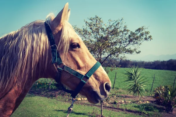 Pferd mit weißer Mähne — Stockfoto