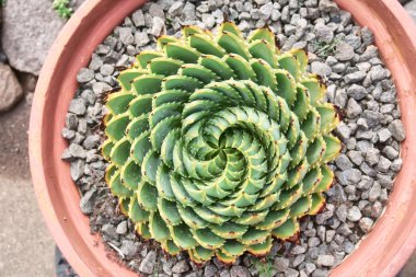 Tencerede sarmal Aloe (Aloe Polyphylla)