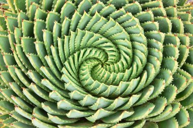 Pattern of spiral aloe clipart