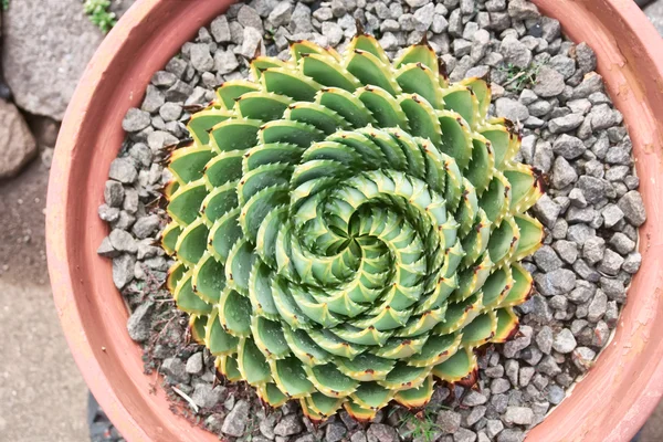 Spiral Aloe (Aloe Polyphylla) in the pot — Stock Photo, Image