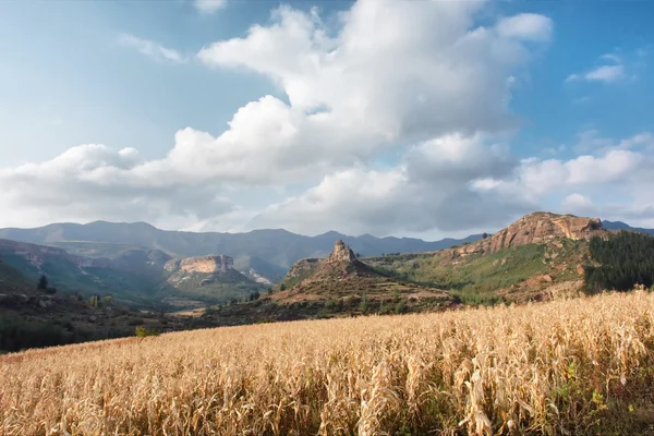 Ladang jagung melawan pegunungan — Stok Foto