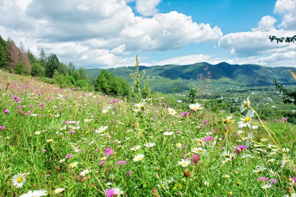 Sonnige Wiese mit Wildblumen — Stockfoto