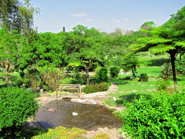 Parque tropical con pequeño estanque — Foto de Stock