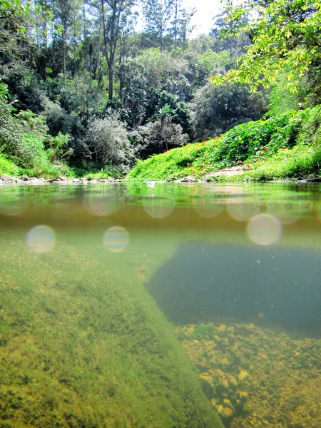 Sungai kecil di taman tropis — Stok Foto