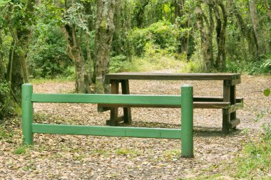Composition with bench in green light forest clipart