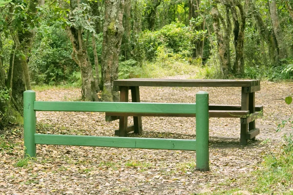 Composición con banco en bosque verde claro —  Fotos de Stock