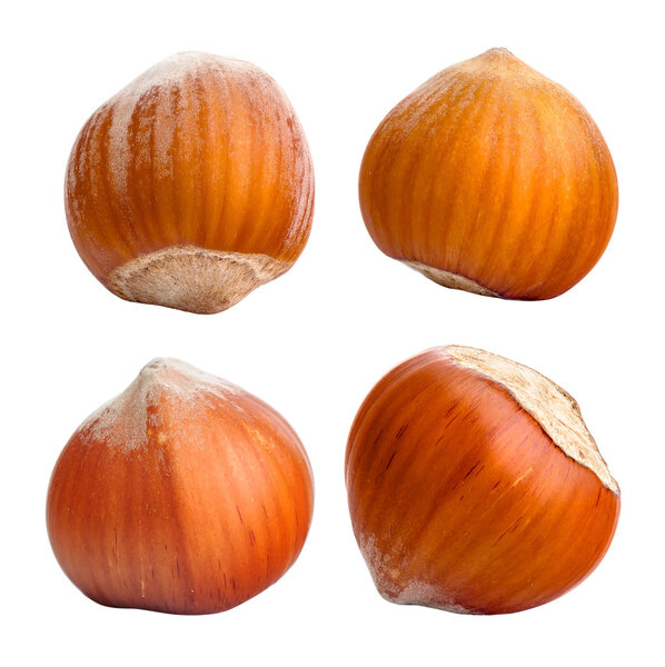 Хейзелнат. Коллекция орехов, изолированных на белом
 