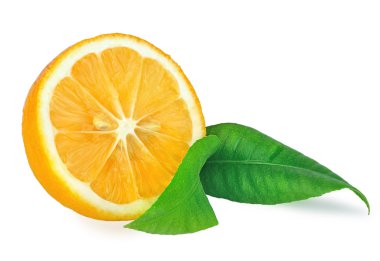 limon yaprağı beyaz zemin üzerine.