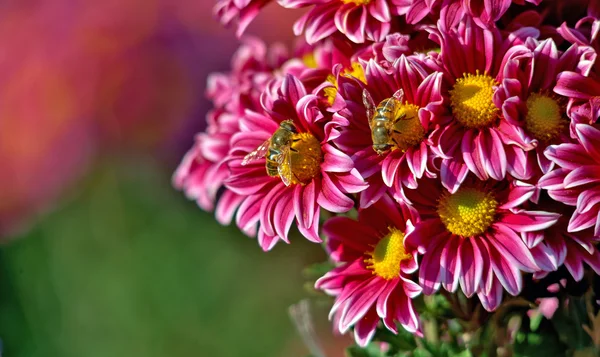 Bellissimo fiore di crisantemo che fiorisce in giardino — Foto Stock