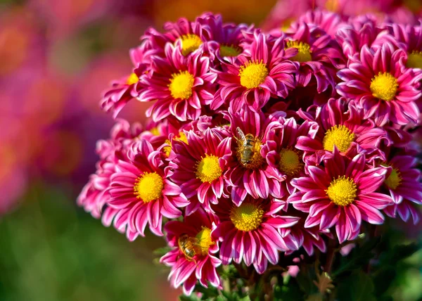 Bellissimo fiore di crisantemo che fiorisce in giardino — Foto Stock