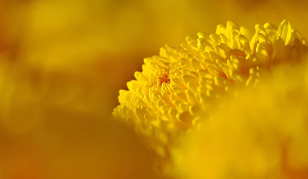 Hermosa flor de crisantemo floreciendo en el jardín — Foto de Stock