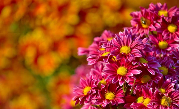 Schöne Chrysanthemenblume blüht im Garten — Stockfoto
