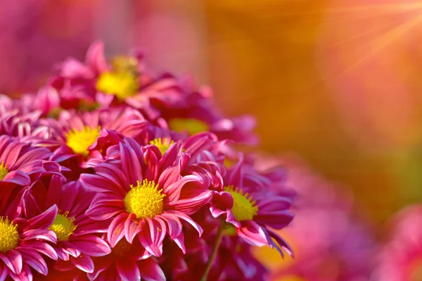 아름 다운 국화 꽃 피는 정원에서 스톡 사진