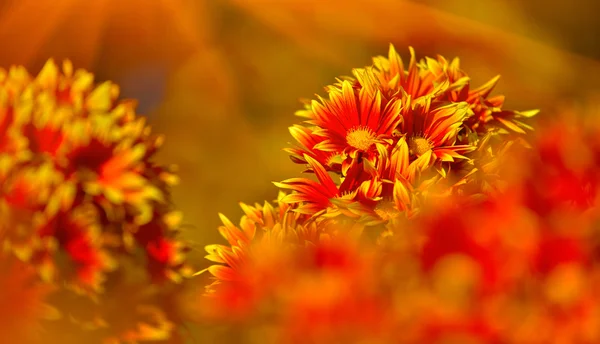 Bela flor crisântemo florescendo no jardim Fotografias De Stock Royalty-Free