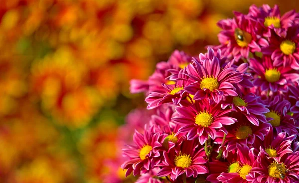 Bela flor crisântemo florescendo no jardim Imagem De Stock