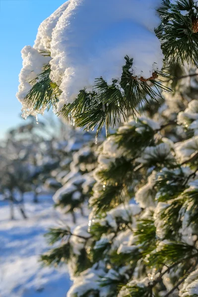 Árvore de abeto perene de Natal com neve fresca no branco — Fotografia de Stock