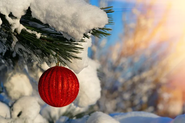 Vacker röd jul boll på grenen fir täckt med snö — Stockfoto