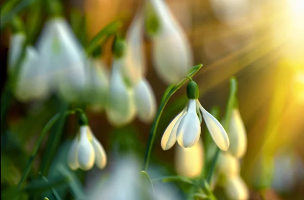 Hóvirág virágok tavasszal — Stock Fotó