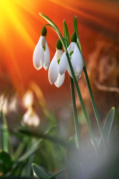 Fresh snowdrop on green background. Natural composition — Stock Photo, Image