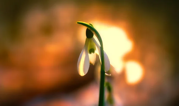 En av de allra första blommorna att förebåda på våren, gul krokus — Stockfoto