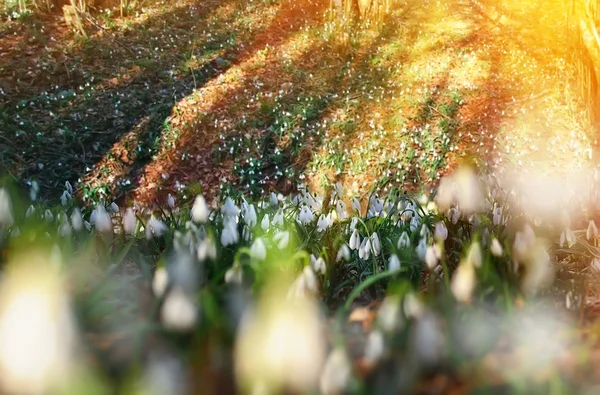 Flowers snowdrops spring — Stock Photo, Image
