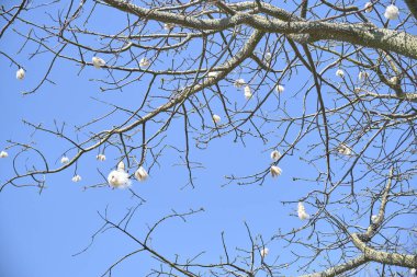 İlkbaharda ipek diş ipi, ceiba speciosa. Yapraksız dallar ve açık meyveler. Costanera sur ekolojik rezervi, Buenos Aires Arjantin.