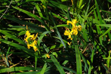 Sarı bayraklar, sarı iris ya da su bayrakları olarak da bilinir, baharda çiçek açar; iris pseudacorus. Costanera Sur ekolojik rezervi Buenos Aires, Arjantin