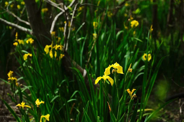 Yellow flags, also known as yellow iris or water flags, in bloom, in spring; iris pseudacorus. Costanera Sur ecological reserve in Buenos Aires, Argentina