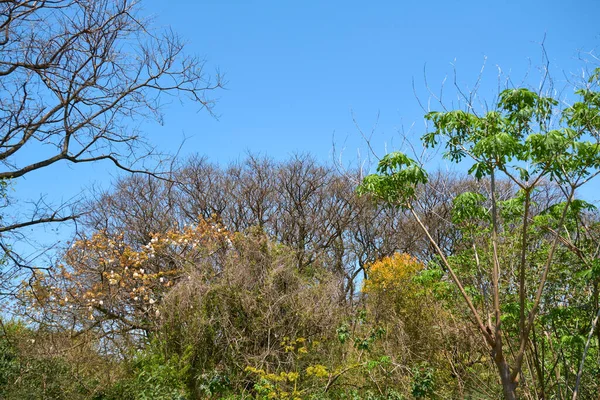 Árvores Primavera Reserva Ecológica Costanera Sur Buenos Aires Argentina Folhas — Fotografia de Stock