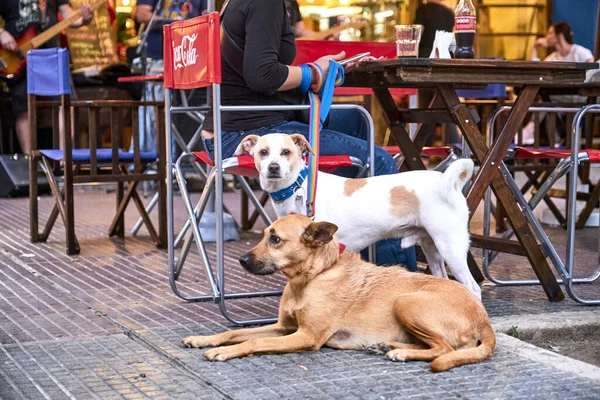 Буенос Айрес Аргентина 2020 Пара Собак Чекає Людиною Зовнішньому Столі — стокове фото