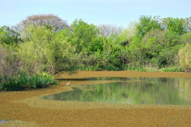 Arjantin 'in Buenos Aires şehrinde, Costanera Sur Ekolojik Rezervi' nin gölü güneşli bir bahar sabahında.