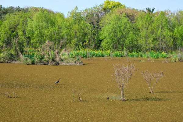 Garza Tigre Rufescente Tigrisoma Lineatum Una Laguna Reserva Ecológica Costanera — Foto de Stock