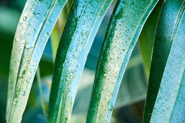 Yağmurdan sonra yaprakları yeşil tropikal bitkiler, yapraklarında küçük su damlaları