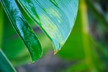 Yağmurdan sonraki tropikal bitki örtüsü, yapraklardan akan damlalar. Doğada tazelik ve huzur manzarası. Kopyalama alanı olan resim.
