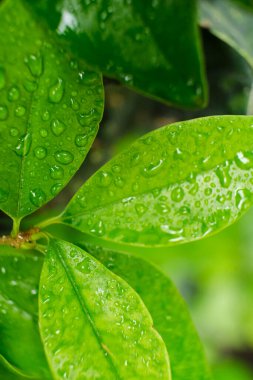 Yağmurdan sonra, su damlacıklarıyla birlikte küçük açık yeşil yapraklar. Yakın plan, makro resim