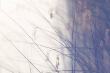 Yaratıcı doğal arkaplan, hareketli: rüzgarla hareket eden su bitkilerinin uzun süre maruz kalması. Huzur, sakinlik ve barışçıl duygular. Hareket bulanıklığı olan resim ve boşluğu kopyala.