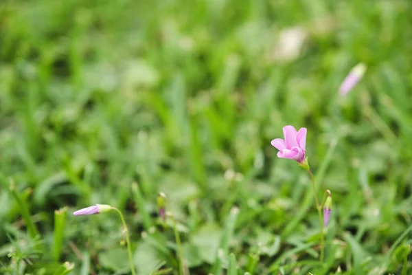 夏に草の間に小さな薄紫色の花を咲かせます 生命の概念 再生と希望 選択フォーカスとコピースペースの画像 — ストック写真
