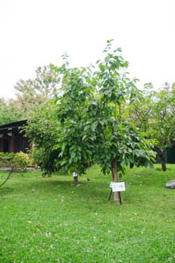 Hibakujyumoku 'nun soyundan gelenler, Hiroşima atom bombasından kurtulan ağaçlar, Buenos Aires, Arjantin' in Japon bahçesinde yetişiyor..