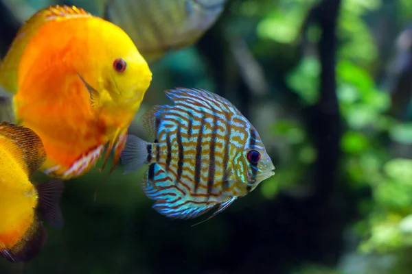 Colorful sea fish in the aquarium — Stock Photo, Image