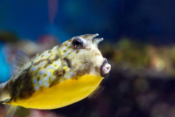 Colorful sea fish in the aquarium — Stock Photo, Image