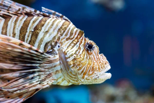 Colorful sea fish in the aquarium — Stock Photo, Image