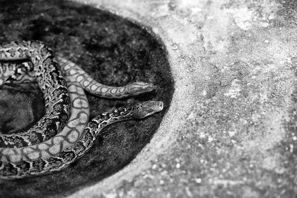 Primer plano de las serpientes — Foto de Stock