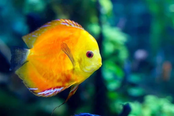 Colorful sea fish in the aquarium — Stock Photo, Image