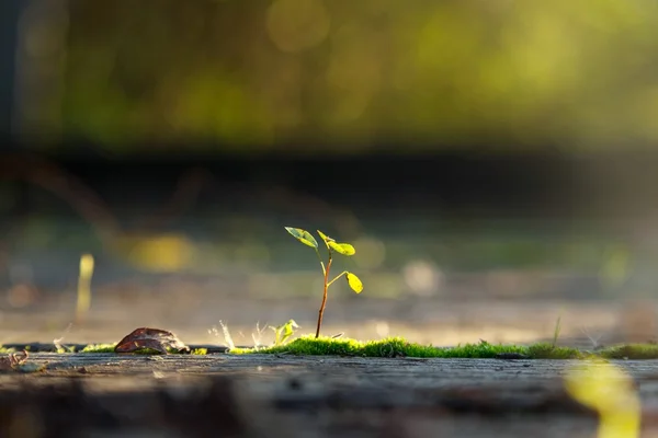 Pequena planta à luz do sol — Fotografia de Stock