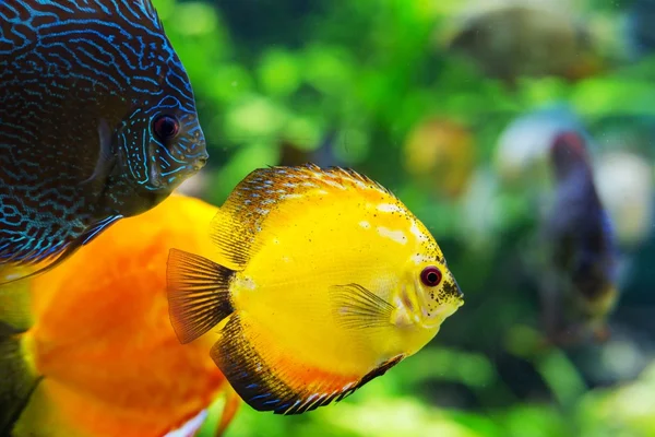 Colorful sea fish in the aquarium — Stock Photo, Image