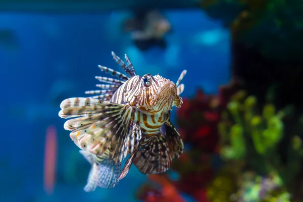 Barevné mořské ryby v akváriu — Stock fotografie