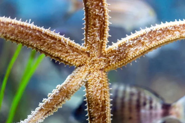 Starfish on the aquarium — Stock Photo, Image