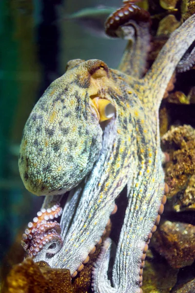 Octopus in water closeup — Stock Photo, Image